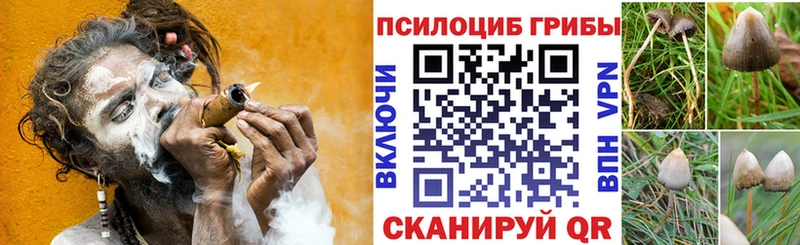 купить закладку  Улан-Удэ  kraken рабочий сайт  Псилоцибиновые грибы Psilocybine cubensis 